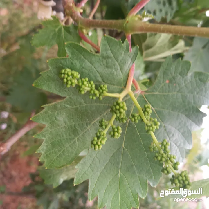 مزرعة وفلة للبيع بموقع ممتاز