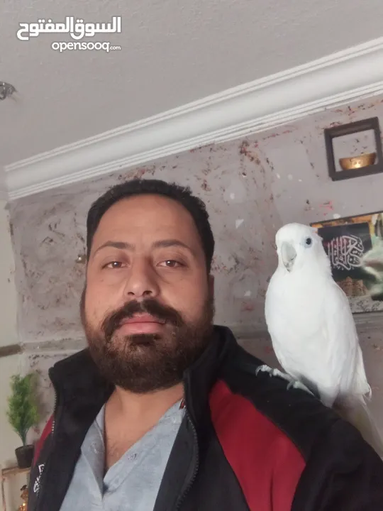 ببغاء كوكاتو جوفن