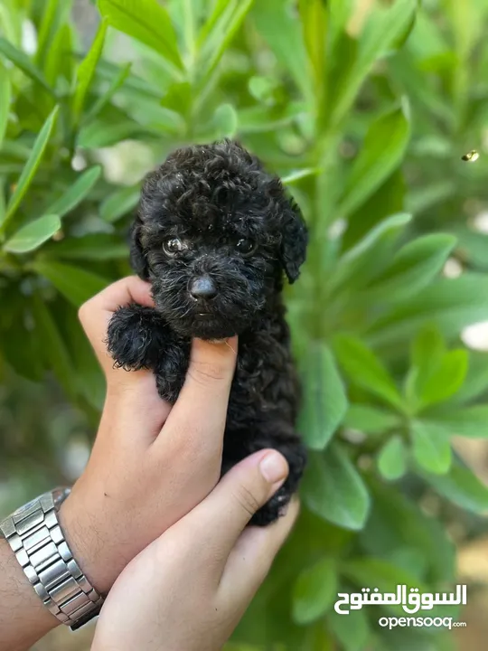 Toy poodle blak