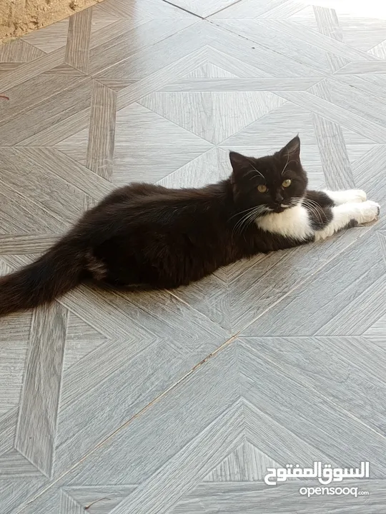 بيع قطط شيرازي السوداء انثى والشقراء ذكر ع سعر 500 الثنتين