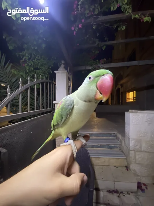 ببغاء كاسندرا جامبو