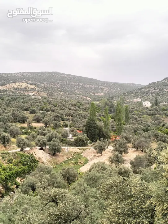 منتجع ومسابح ام ليمونه /عجلون / كفرنجة