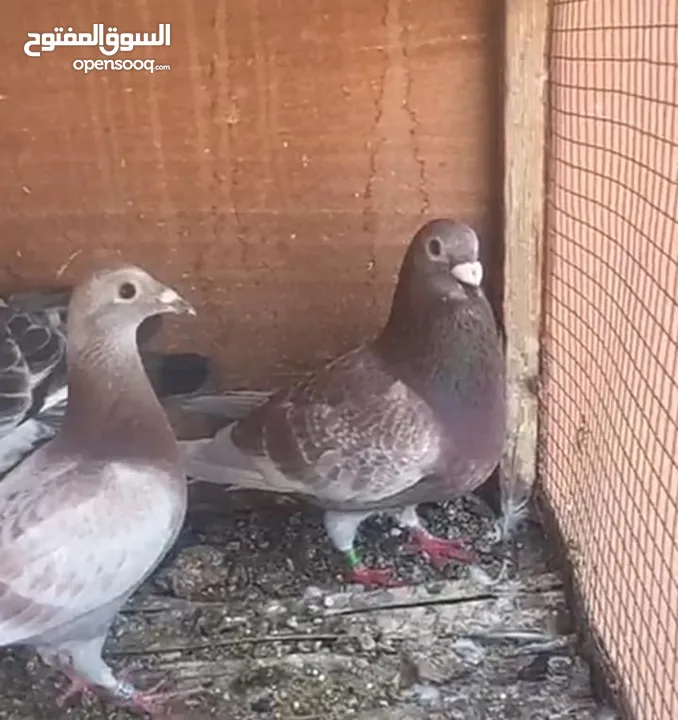 زاجل سباق أجواز منتجة وطبات جاهزة أبطال الابطالTob طيور نخبة تصليح وفوز من هواه أبطال المملكة للزاجل