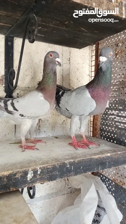 جواز حمام للبيع