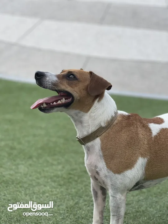 Jack Russell For Adoption