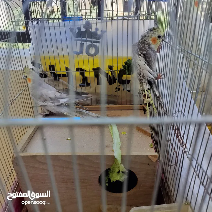 زوج طيور ببغاء كوكتيل