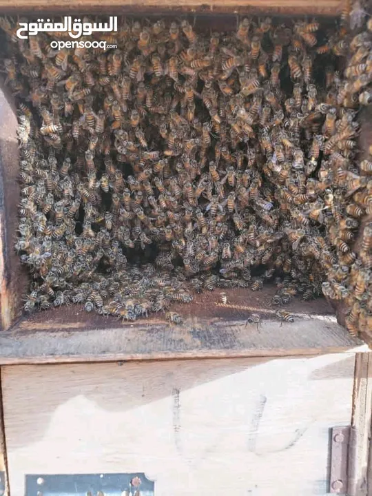 لبيع النحل البلدي مضمون 100