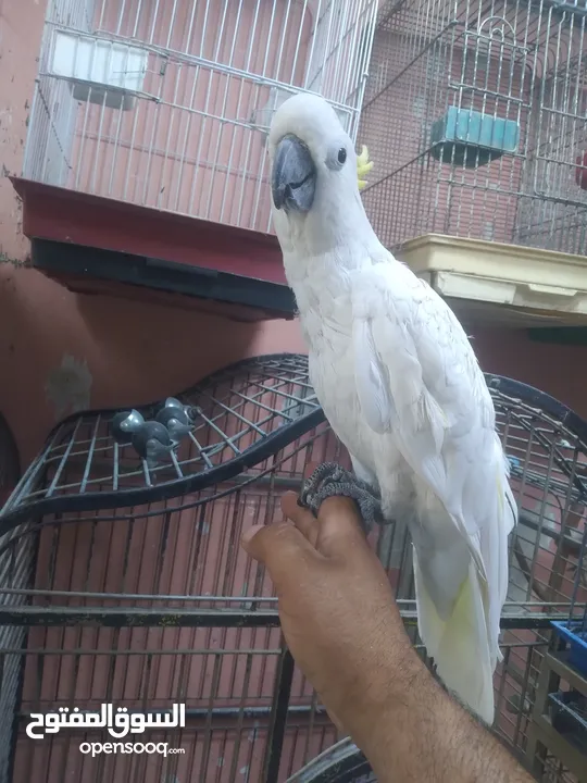 كوكاتو سلفر اكرستد متكلام اليف مزرعة  اليف جدا جدا