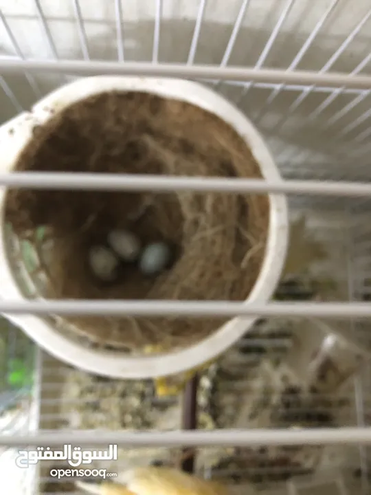 Canary Breading pair