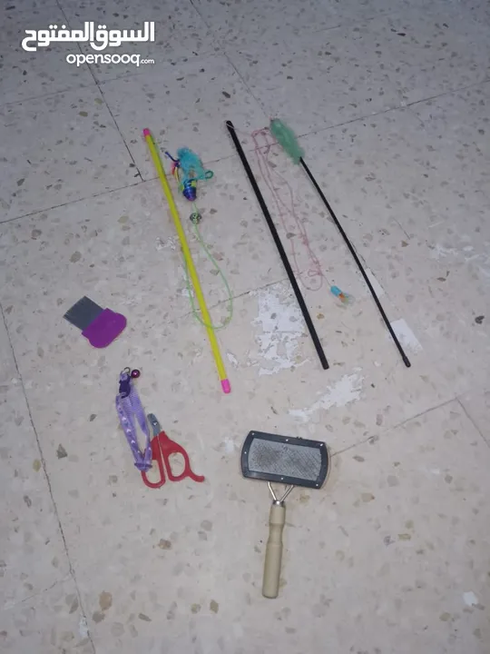 قطتين أنثى و ذكر
