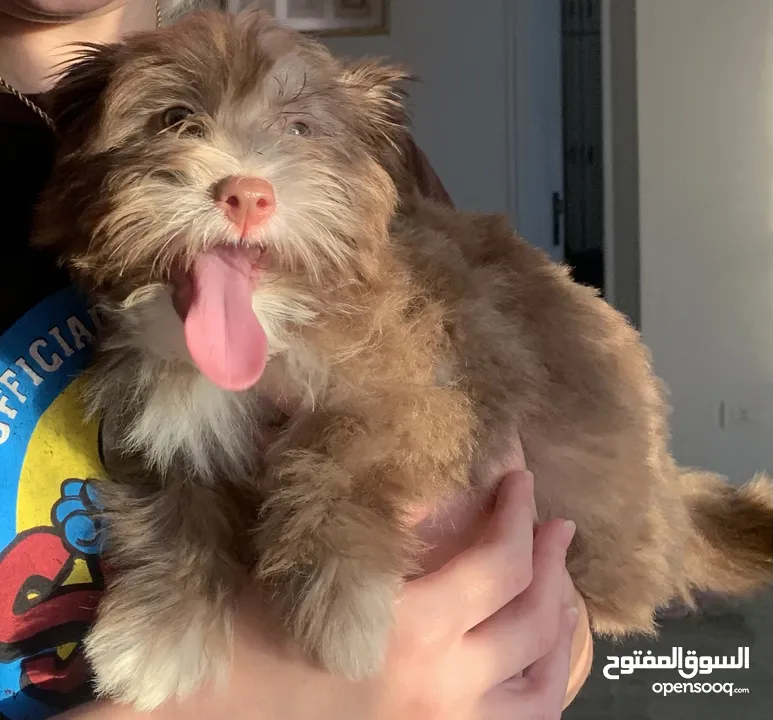 Mini Havanese