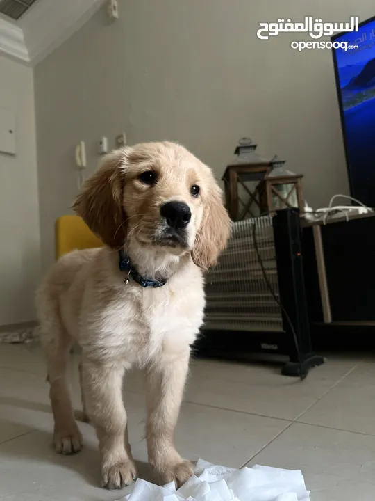 For Sale Puppies Golden Retriever للبيع جولدن ريتريڤر بيور - العمر شهرين ونص