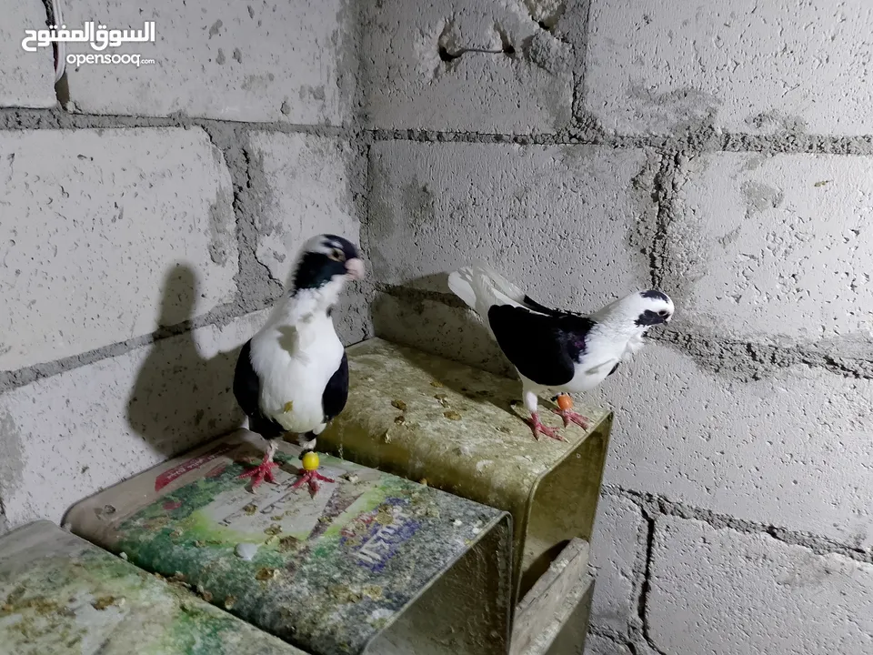 جواز حمام شغلات ميه بل ميه