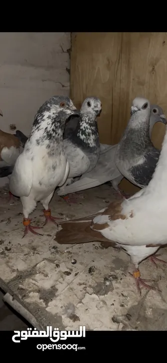 7 حبات طيور حمام للبدل على كنارات او للبيع