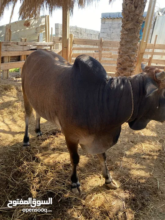 للبيع ثيران خارجيات مطعومات ثمانية شهور طعام دار من غبار و سح و خبز و حشيش وبنيكام ومسيبلو  وحريه