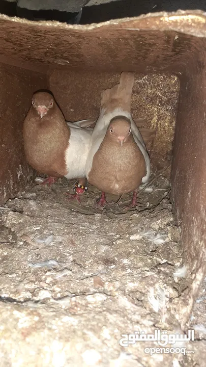 جواز للبيع