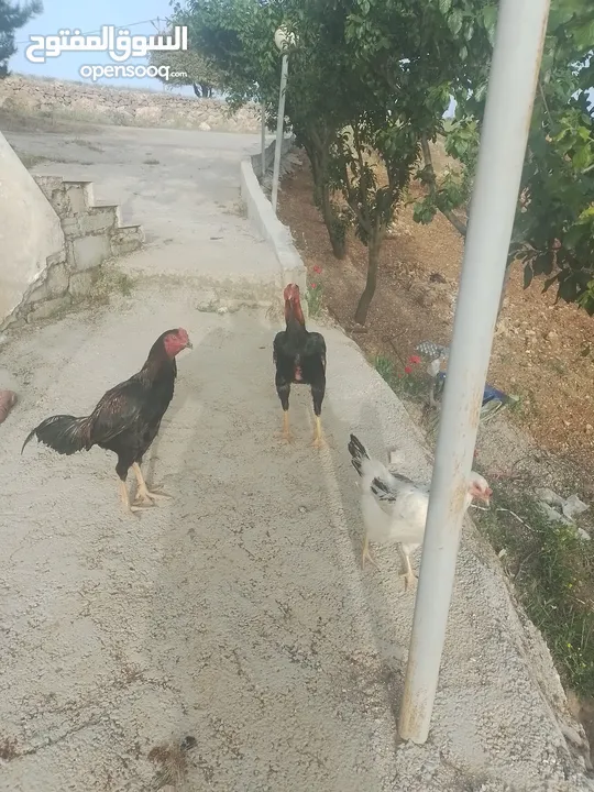 دجاج باكستاني