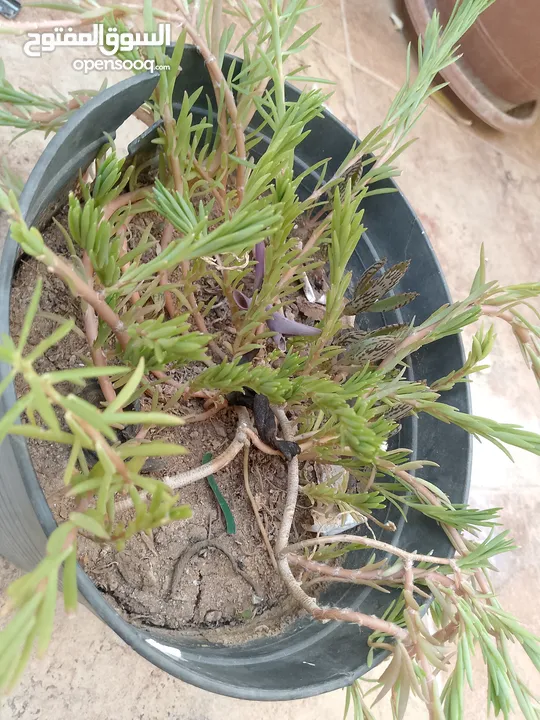 نباتات الزينه بحجم عادي يتكاثر بكثير جدا جدا جدا