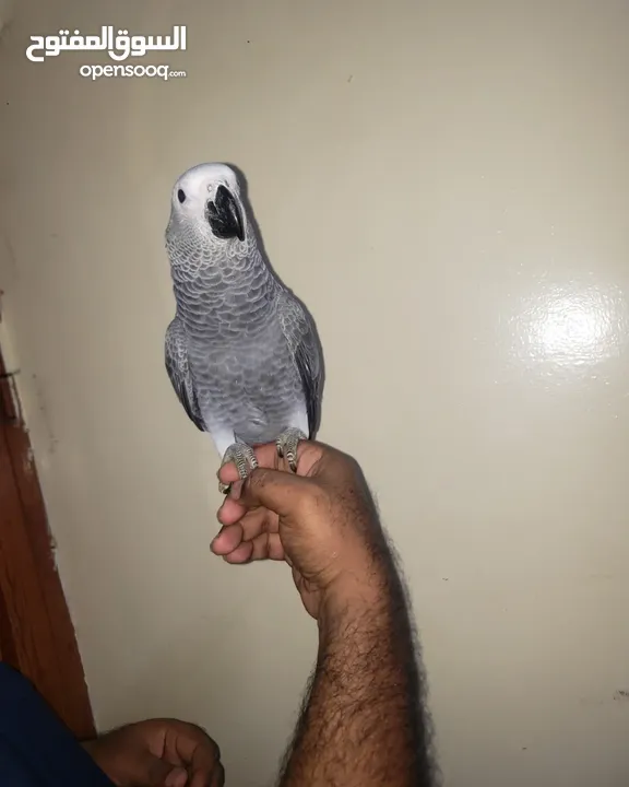 Very friendly African grey with paper