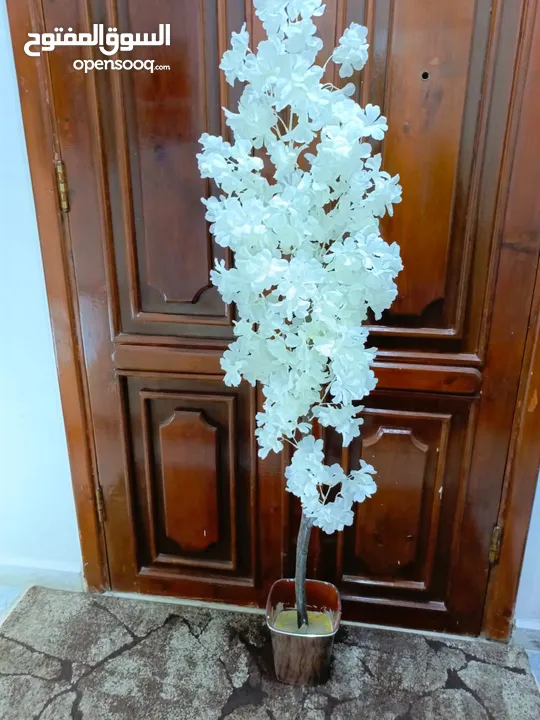 أشجار لوزيات أغصان طبيعي
