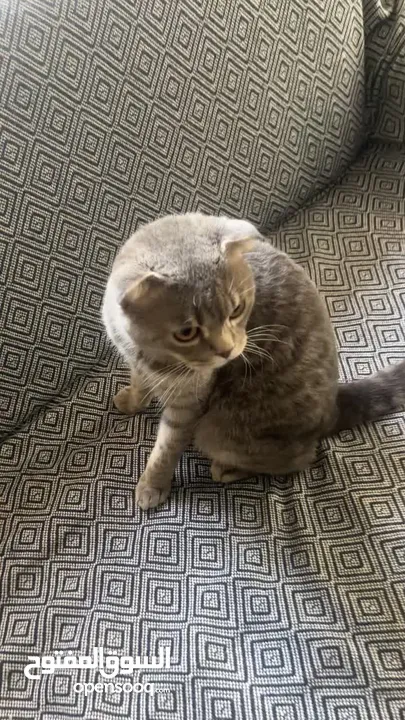 قط Scottish Fold Tabby سلالة الاسكتلندي