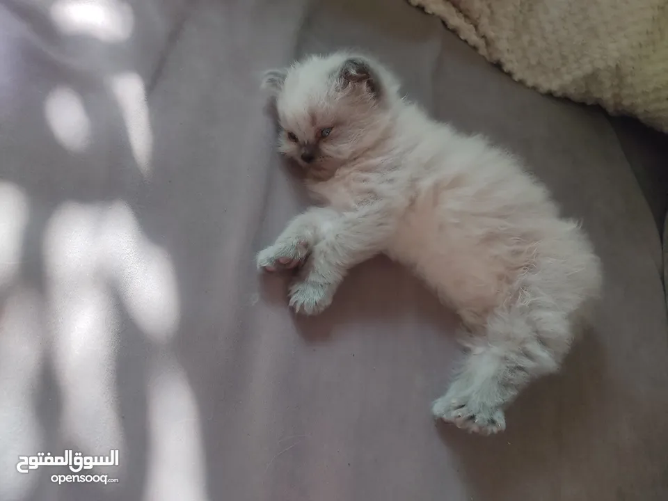 قط ذكر هملايا عمر 40 يوم