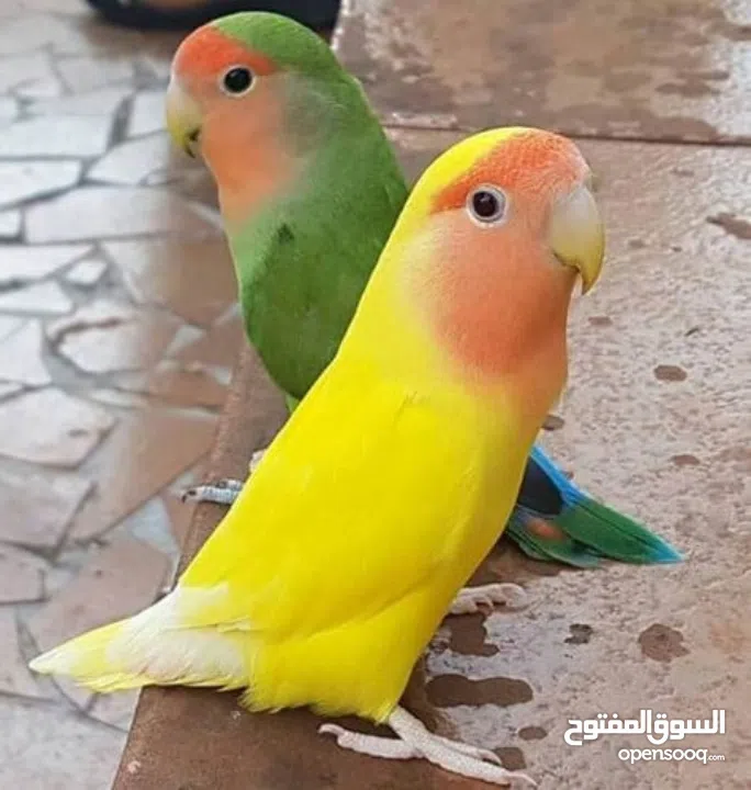 ببغاء روز مدرب