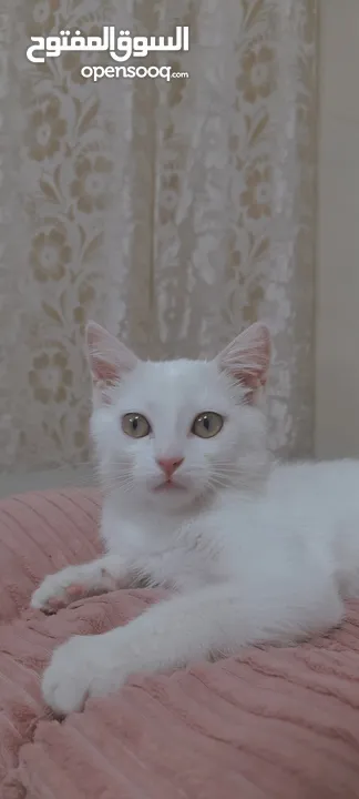 قطط لتبني ذكر وانثى عمر شهرين ونص