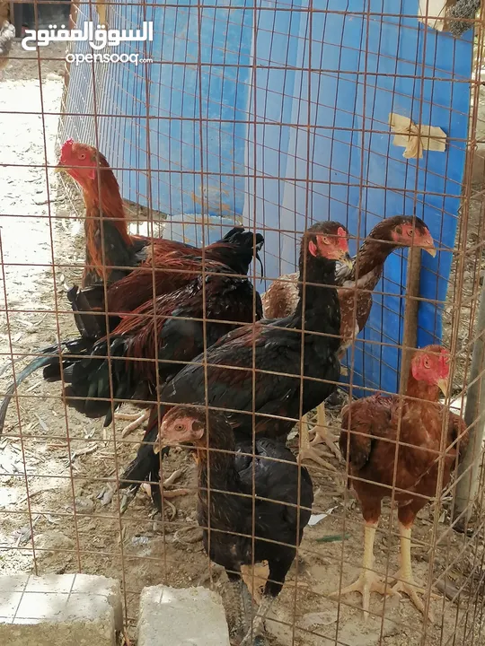 متوفر بيض دجاج  باكستاني (الموقر -)