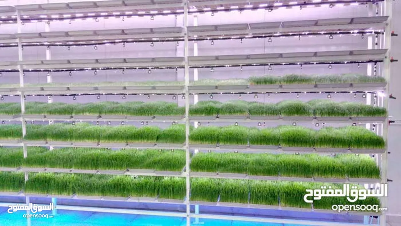 استنبات شعير  شعير مستنبت Sprouted   صواني استنبات شعير Barley germination barley