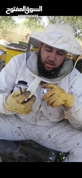 غذاء ملكات حبوب لقاح عسل طبيعي
