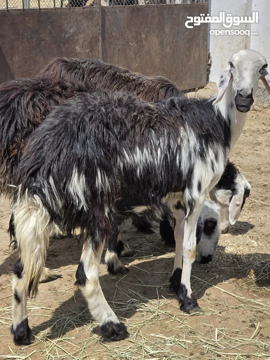 جعد نجديات احجام ظخمه الله يبارك عليهن السعر 255 للكل العدد 3 الي يدور شي فاخر لا يفوت ما شا الله