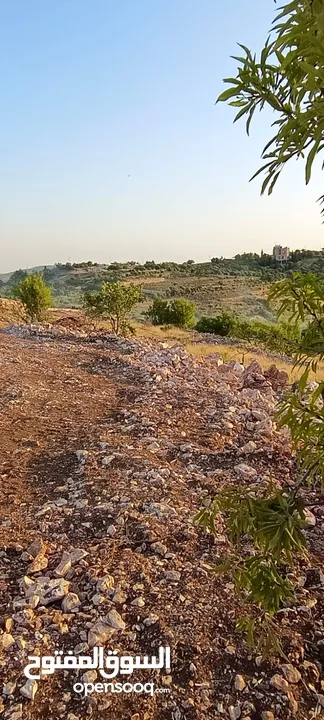 مزرعه  صغريه راقيه على قمه جبل مطله للغرب كوشان مستقل بسعر مميز جدا منطقه مزراع راقيه