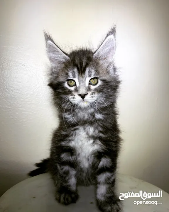 Male$female Main coon