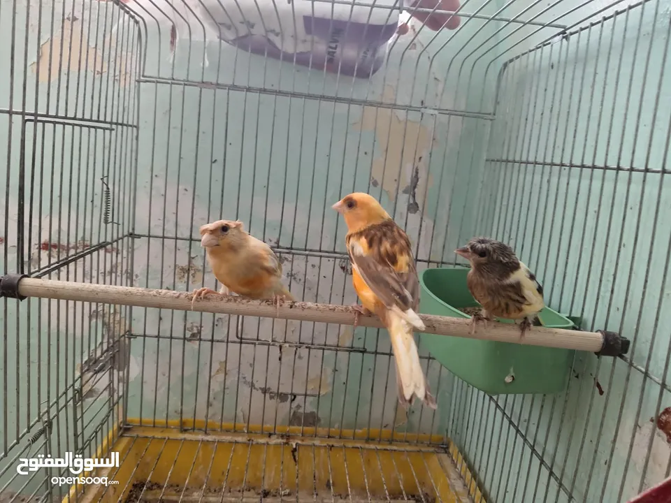 اقرى الوصف