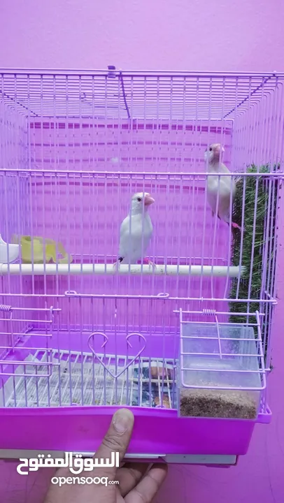 White sparrow java female. Fawn Java male.. for sale with cage.