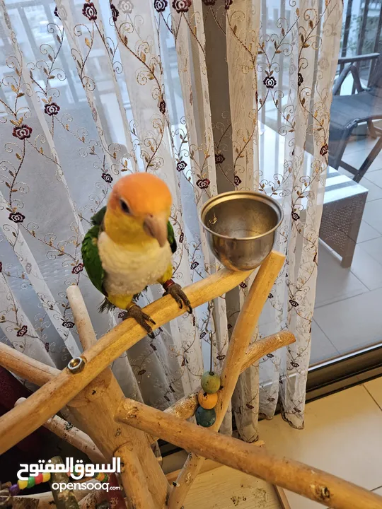 Caique - White bellied Parrot