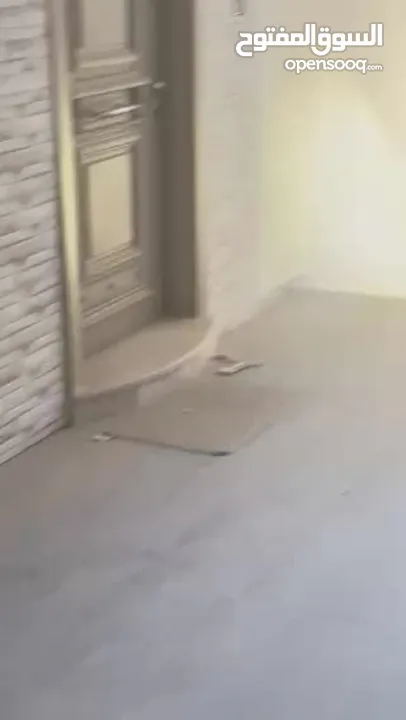شقة عظم اول المعاجين