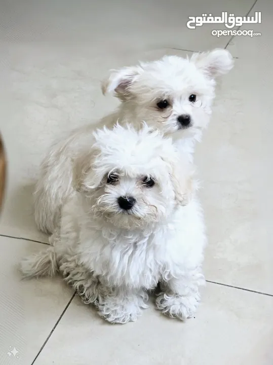 Maltese puppies. price negotiable if come directly to see. best puppies.