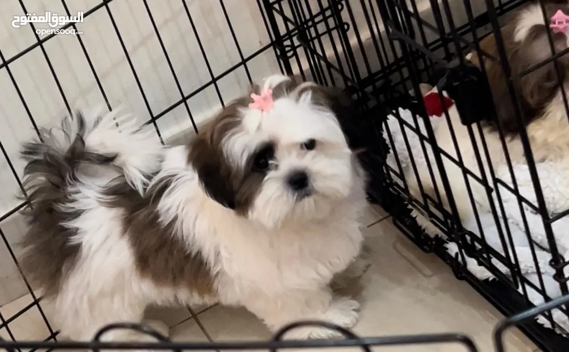 Mini Shih Tzu pure female puppy fully vaccinated, trained with Microship and Passport.
