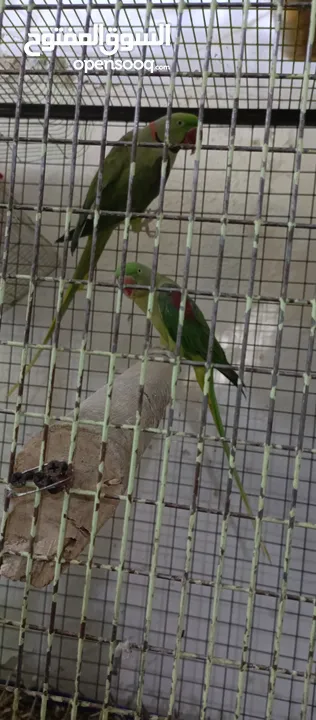 ببغاء كساندرا و دوره