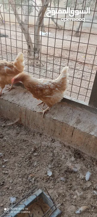 دجاج لوهمان