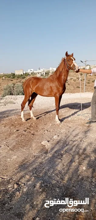 مهره بنت إبن غيلان قطعه وافيه