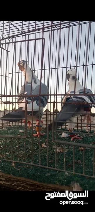 جوز فراخ اسطنابله  زرق وفرخ اسطنبولي احمر حبكين موجودات في الهاشمي الجنوبي