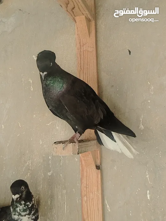 جواز و حبات