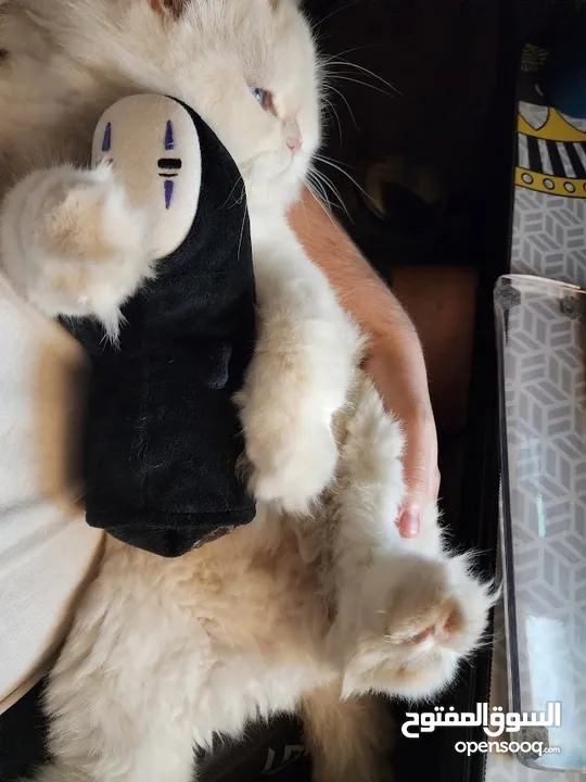 Cats for Adoption