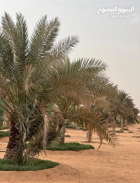 مزرعه جاهزة للبيع السعر نهائي