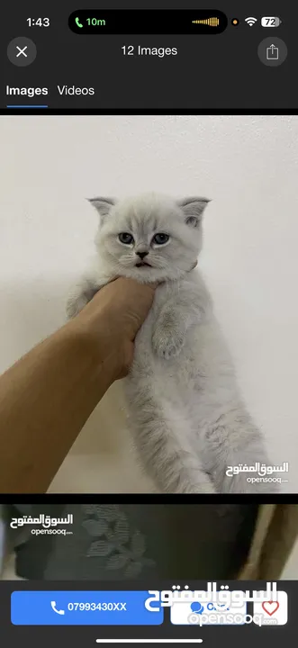 للبيع قطه بصلاه على النبي