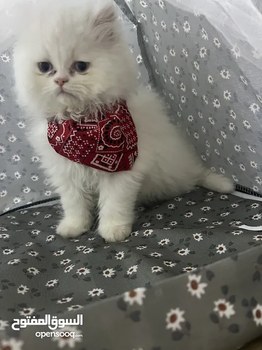 قطط للبيع الفوري