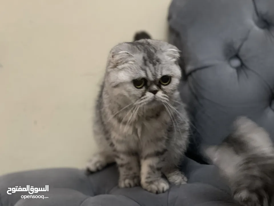كتن سكوتش فولد و ستريت وام منتجه